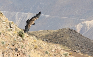 Colca Canyon