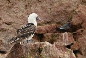 Las Islas Ballestas - vogel