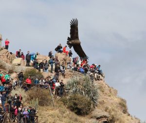 Een condor vliegt heel laag over een uitzichtspunt in de Colca Canyon