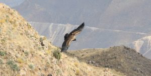 Condor in de Colca Canyon