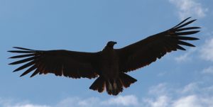 Condor op jacht naar prooi in de Colca Canyon